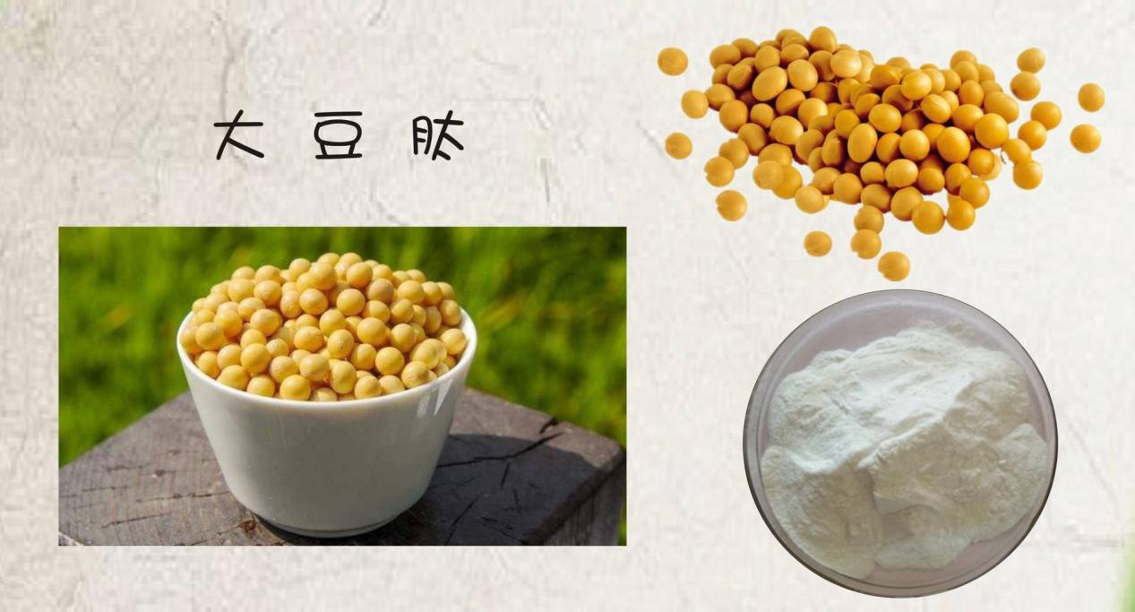 如何利用酶技术让大豆蛋白水解制备生物活性肽？