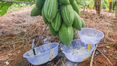 木瓜蛋白酶、风味酶在宠物诱食风味剂中的应用