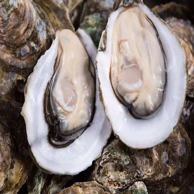 生蚝别名牡蛎