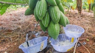 饲料替抗得力助手——蛋白酶