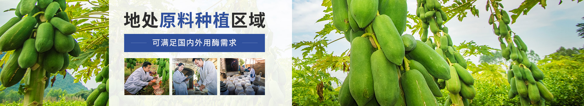 东恒华道木瓜蛋白酶：地处原料种植区域，可满足国内外用酶需求