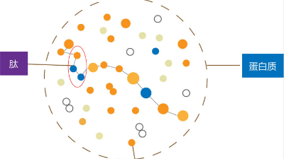 生物活性肽的制取离不开酶解技术的支持