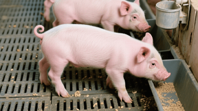 饲料用酶制剂作用机理分类——5大核心全解析